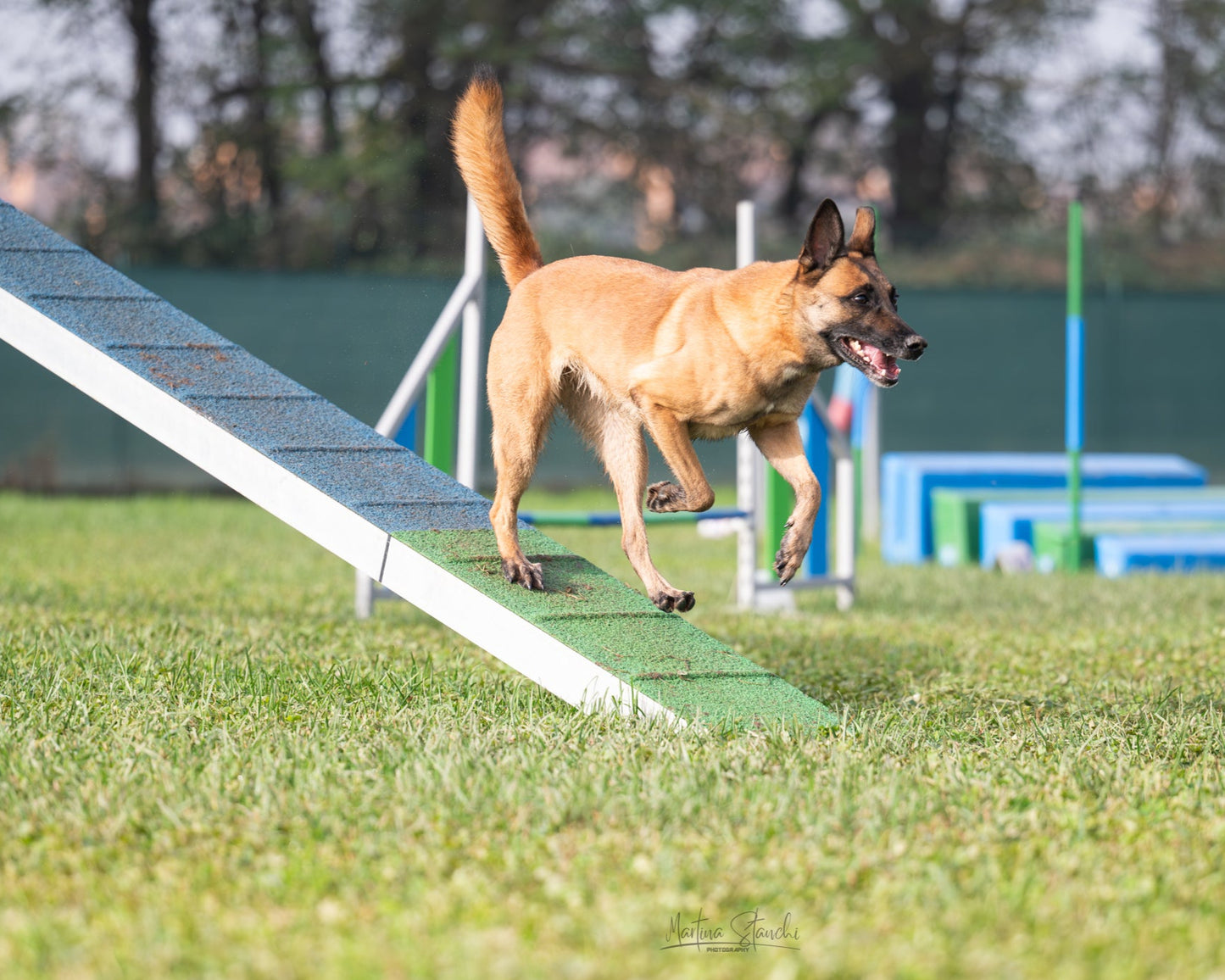 Pacchetto PLUS Agility Dog