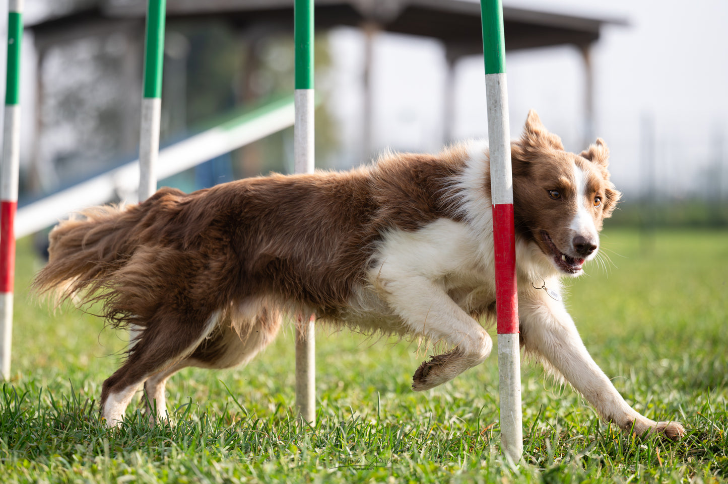 Pacchetto INTERMEDIO Agility Dog